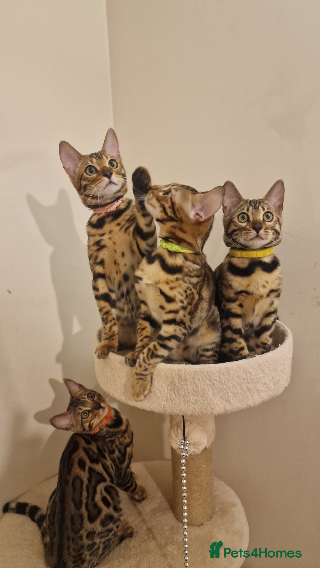 Bengal cats for sale:  🌟 Stunning Bengal Kittens  🌟 🥰🥰 - Image 5
