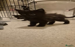 Domestic Shorthair cats for sale: 3 kittens for sale - ready to go! - Image 2