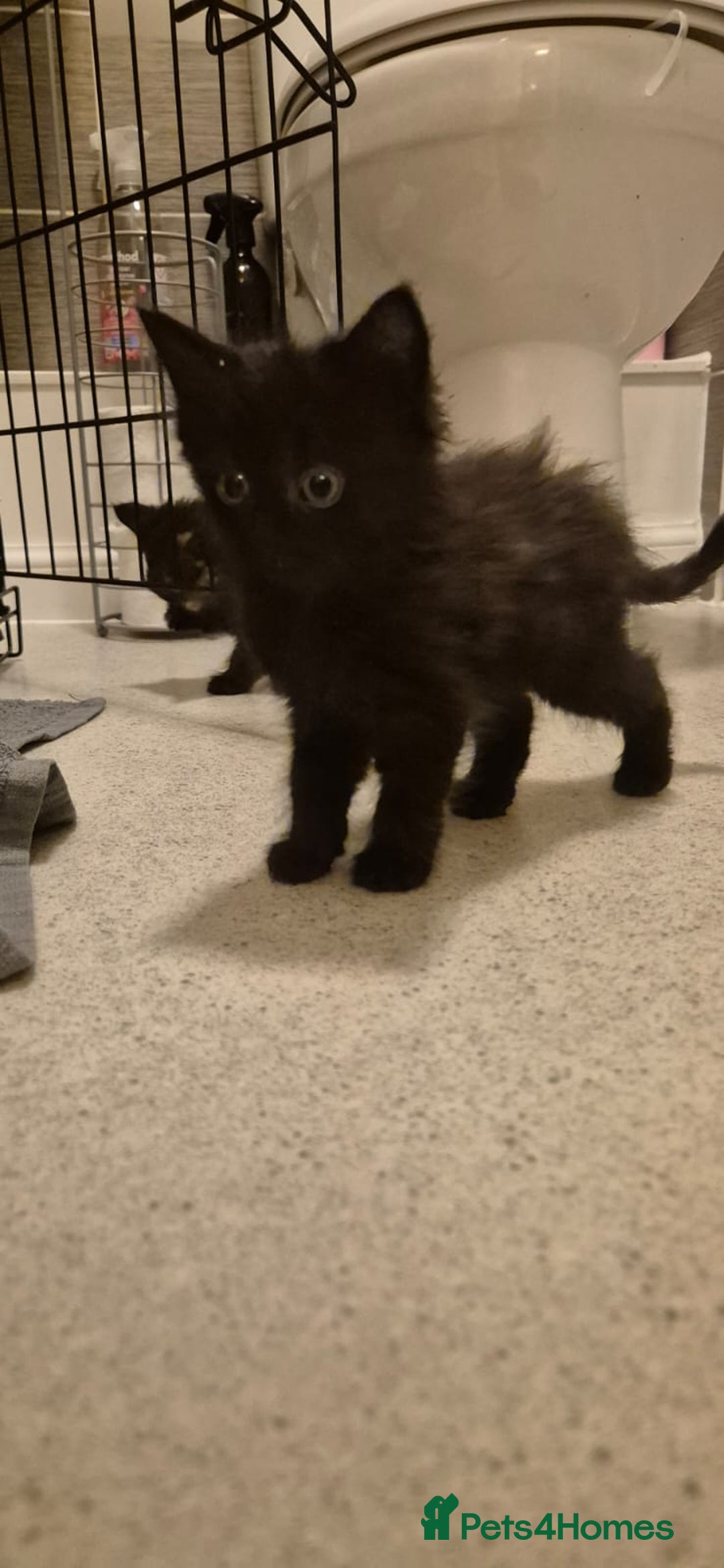 Domestic Shorthair cats for sale: 3 kittens for sale - ready to go! - Image 2