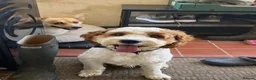 Cavapoochon dogs for sale: 9 month old Cavapoochon  - Advert 6