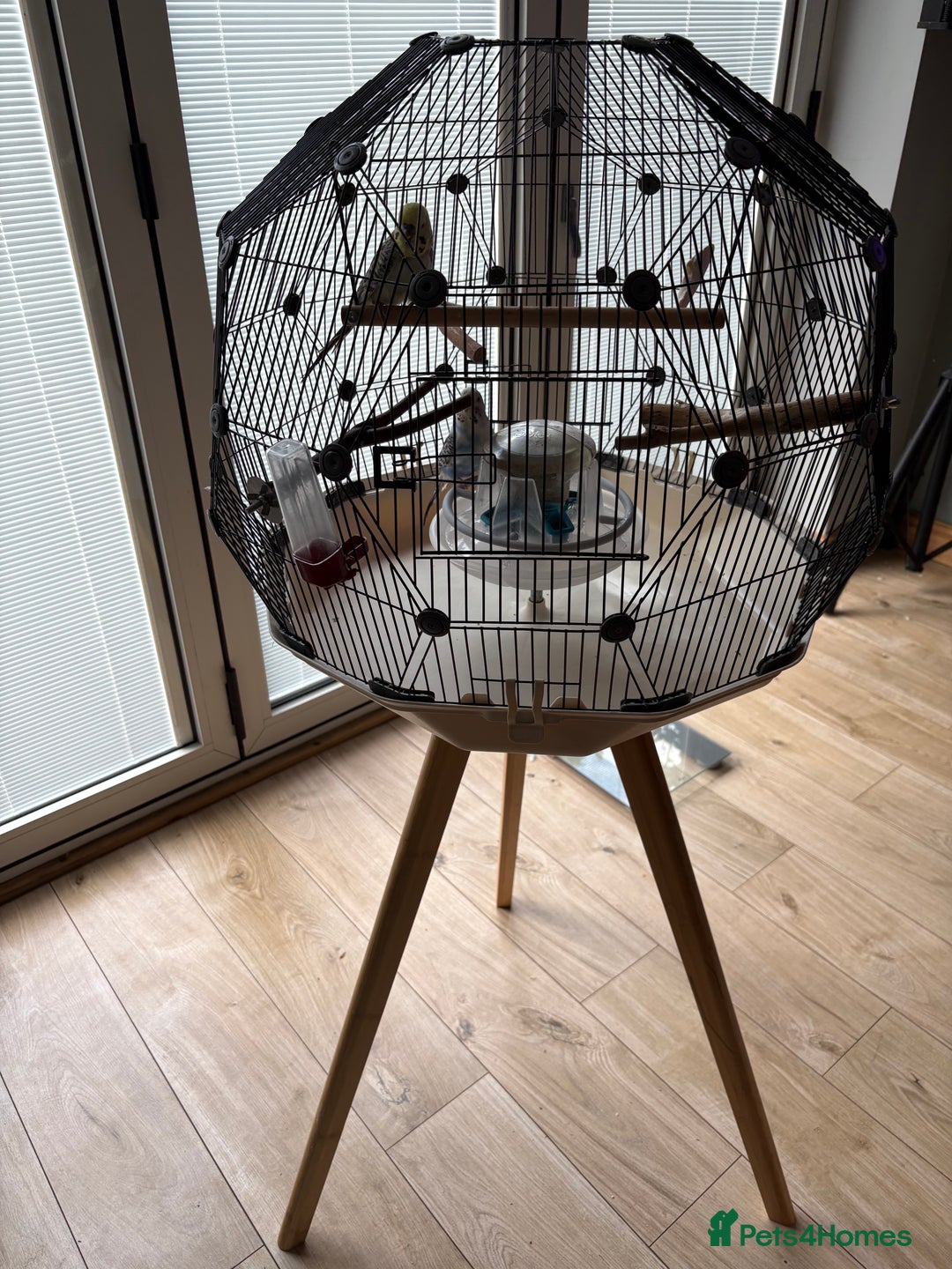 Budgerigars birds for sale: Breeding pair of budgies - Image 1