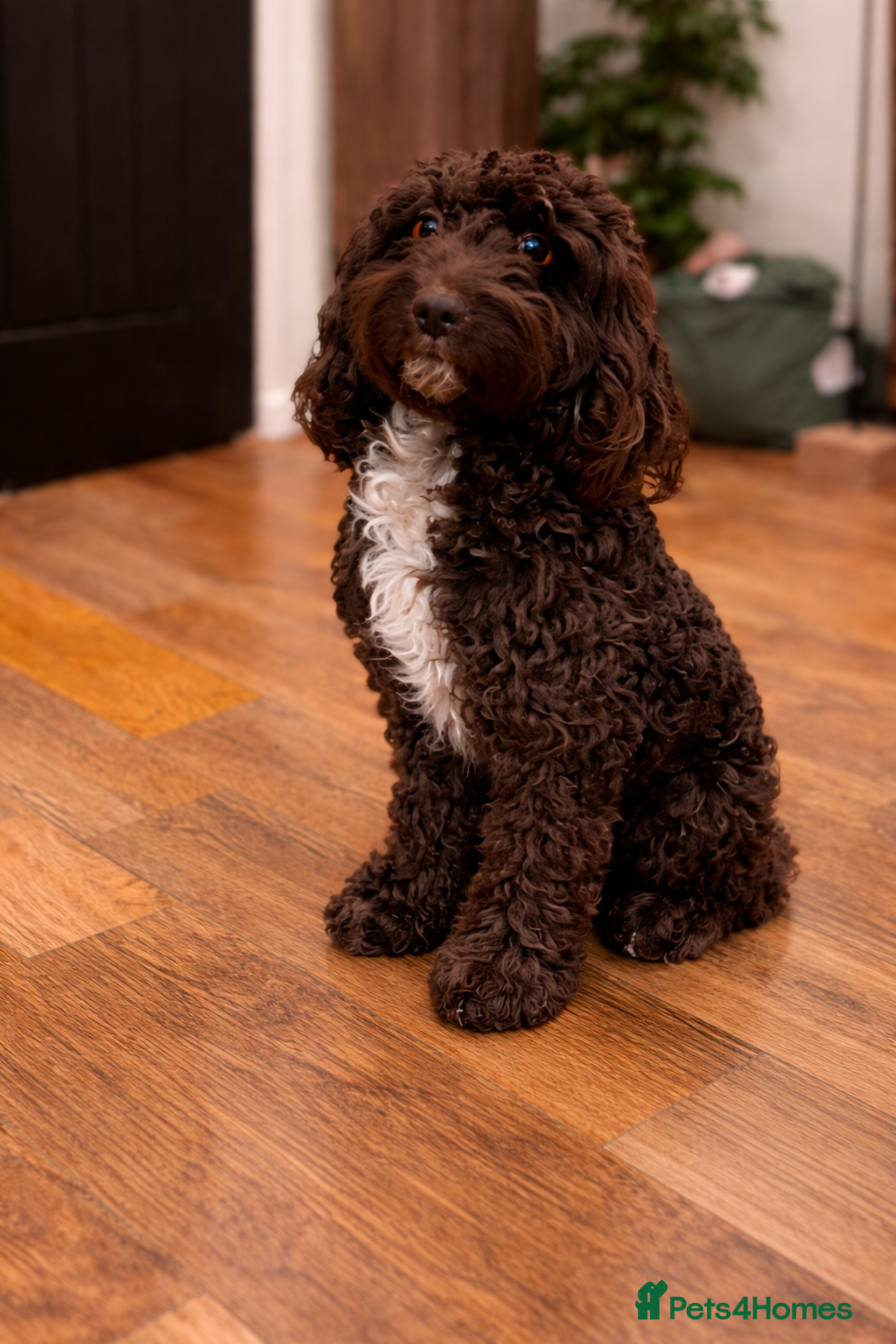 Bordoodle dogs Beautiful bordoodle puppies - Advert 1