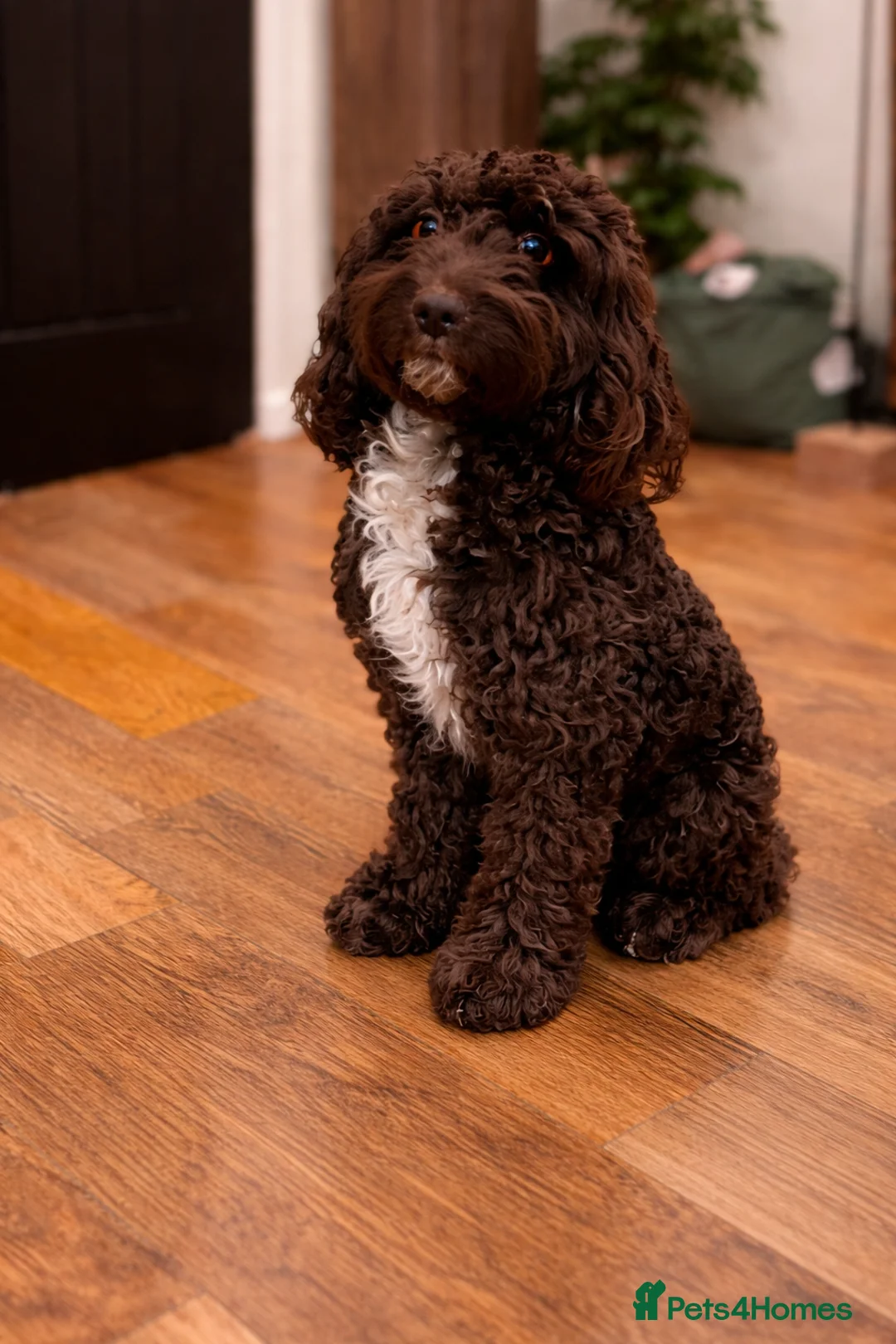 Bordoodle dogs for sale: ALL PUPPIES NOW RESERVED  - Advert 1