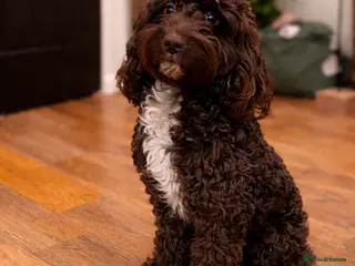 Bordoodle dogs Beautiful bordoodle puppies - Advert 12