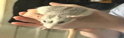 Rat rodents for sale: 3 male rats need rehoming together - Advert 4