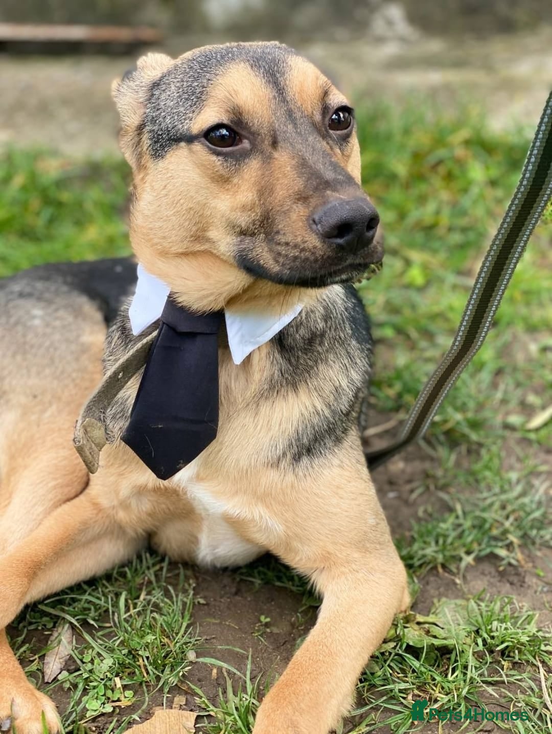 Mixed Breed dogs for adoption: 💙MOZART-low medium 1 yo boy looking for safety💙 - Advert 5