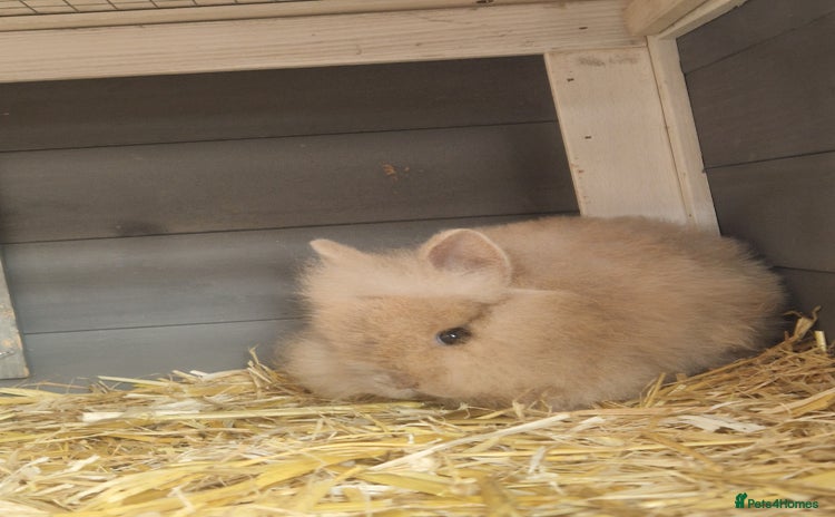 Lionhead rabbits - Advert 14