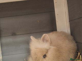 Lionhead rabbits - Advert 12