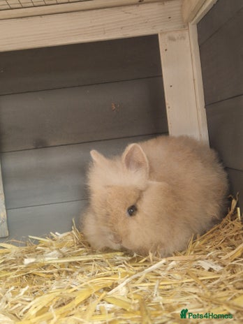 Lionhead rabbits - Advert 16