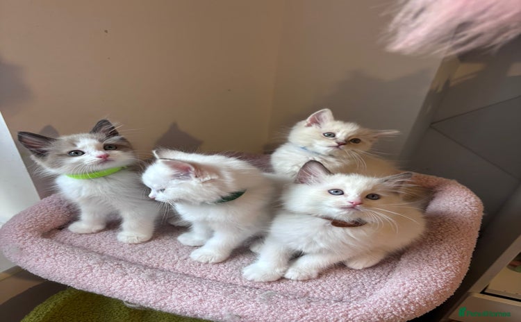 Ragdoll cats - Advert 4