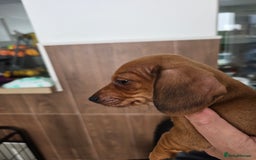 Miniature Dachshund dogs for sale: Last stunning smooth haired baby - Image 12