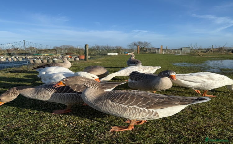 Geese poultry - Advert 1