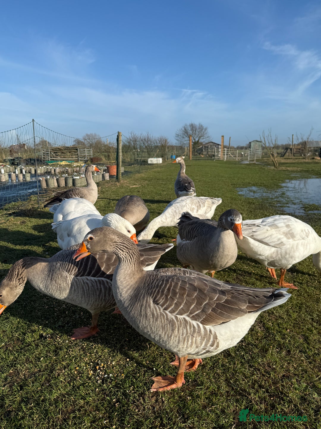 Geese poultry for sale: Pilgrim Geese - Image 1