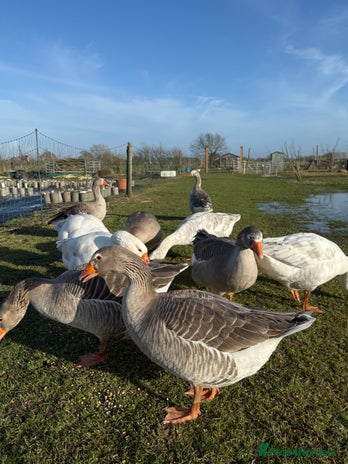 Geese poultry - Advert 1
