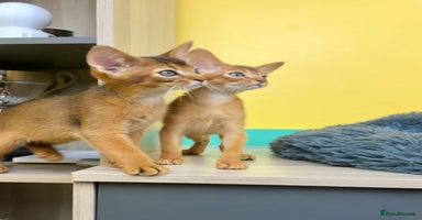 Abyssinian cats - Advert 6