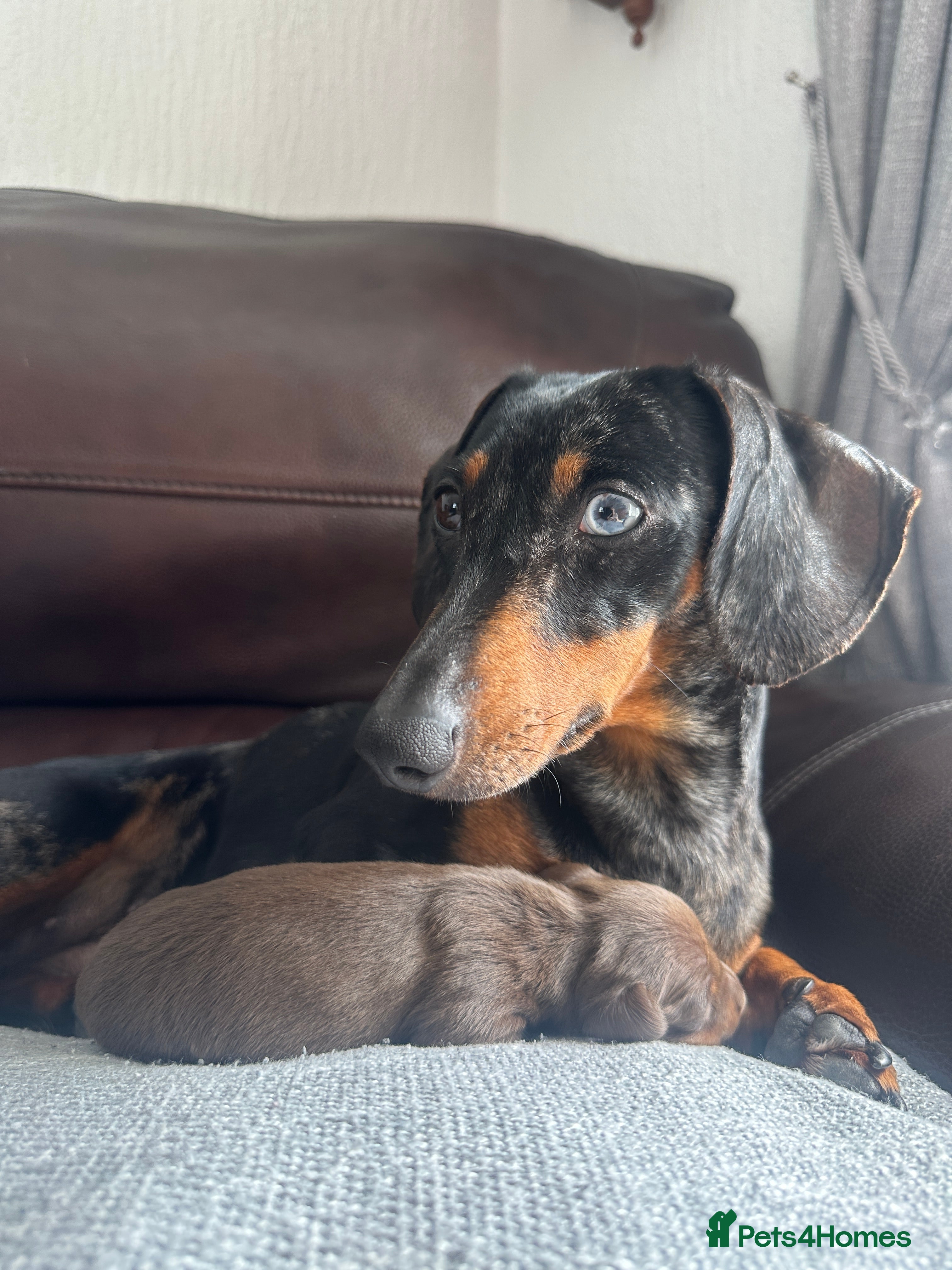 Dachshund dogs Female Dachshund Puppy  - Advert 4