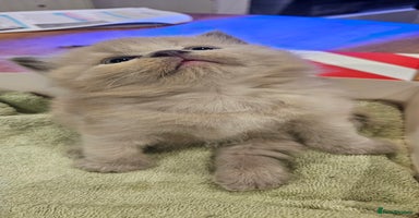 Ragdoll cats - Advert 1