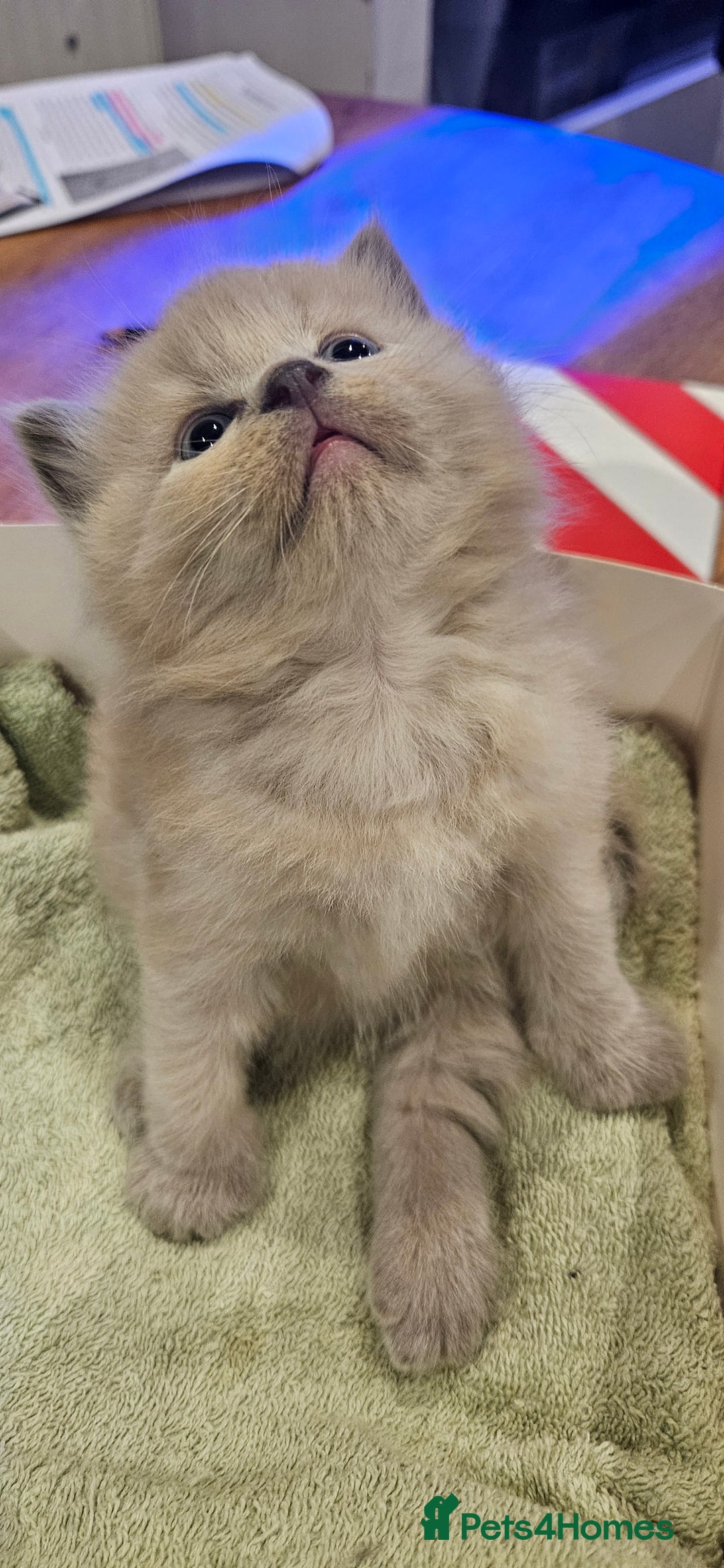 Ragdoll cats for sale: Seal, Sepia and Blue Ragdoll Kittens  - Image 3