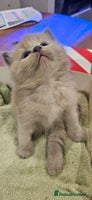 Ragdoll cats - Advert 1
