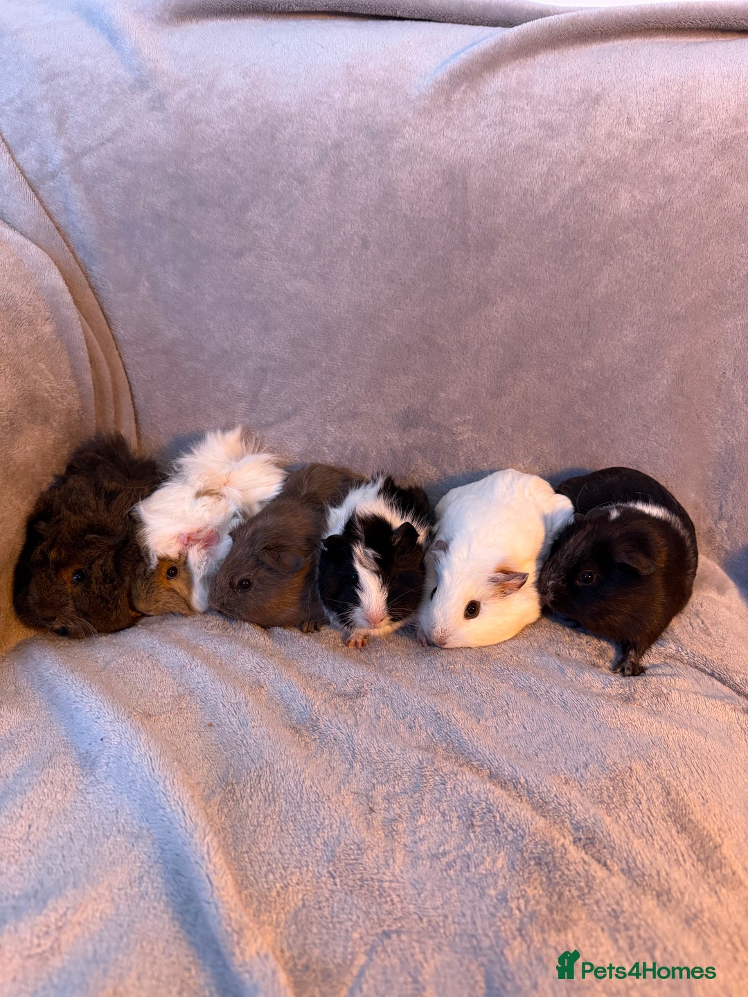 Guinea Pig rodents for sale: Gorgeous Baby Guinea Pigs  - Advert 6