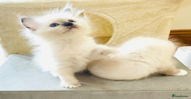Ragdoll cats - Advert 4