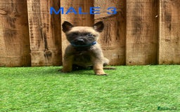 Belgian Shepherd Dog dogs for sale: Beautiful Belgium Malinois pups for sale  - Image 26