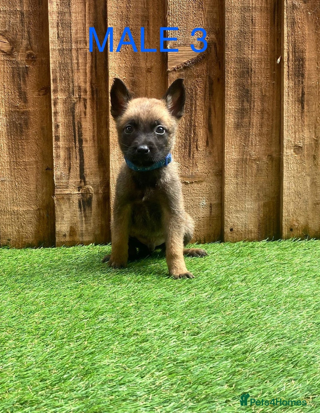 Belgian Shepherd Dog dogs for sale: Beautiful Belgium Malinois pups for sale  - Image 26