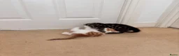 Mixed Breed cats for sale: Kittens for sale  - Advert 7