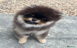 Pomeranian dogs for stud: Rare XS Pomeranian Boy – STUD – London - Image 1