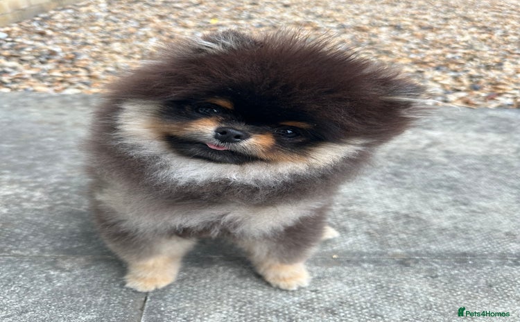 Pomeranian dogs - Advert 5