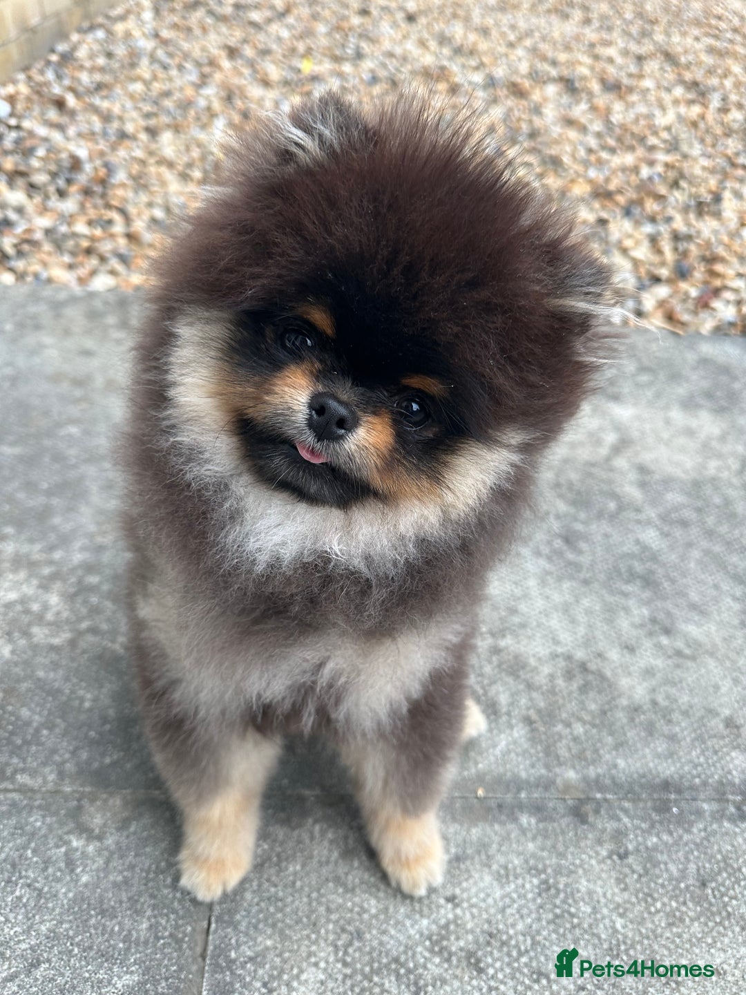 Pomeranian dogs for stud: Rare XS Pomeranian Boy – STUD – London - Image 1