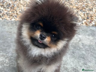 Pomeranian dogs - Advert 5