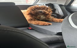 Irish Doodle dogs for sale: 1 year old setterpoo/Irish doodle - Image 2