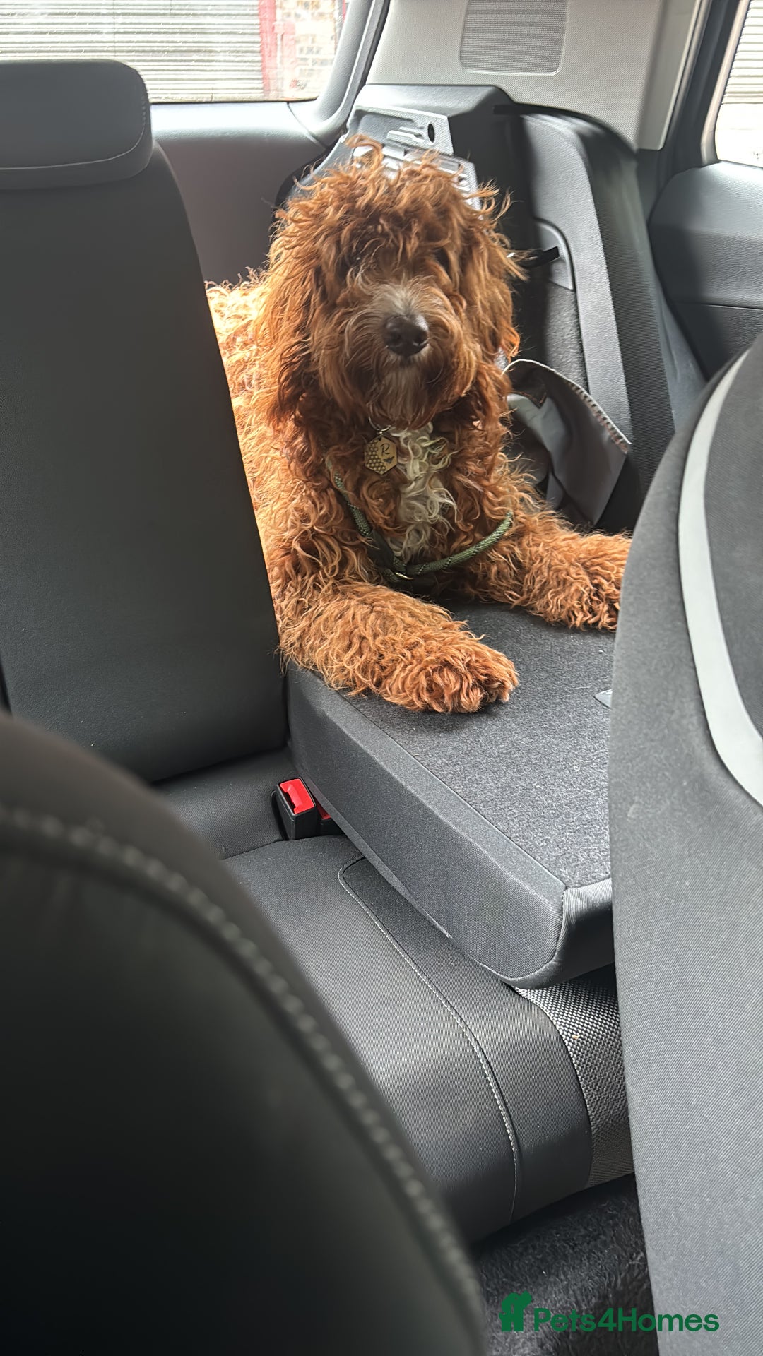 Irish Doodle dogs for sale: 1 year old setterpoo/Irish doodle - Image 2