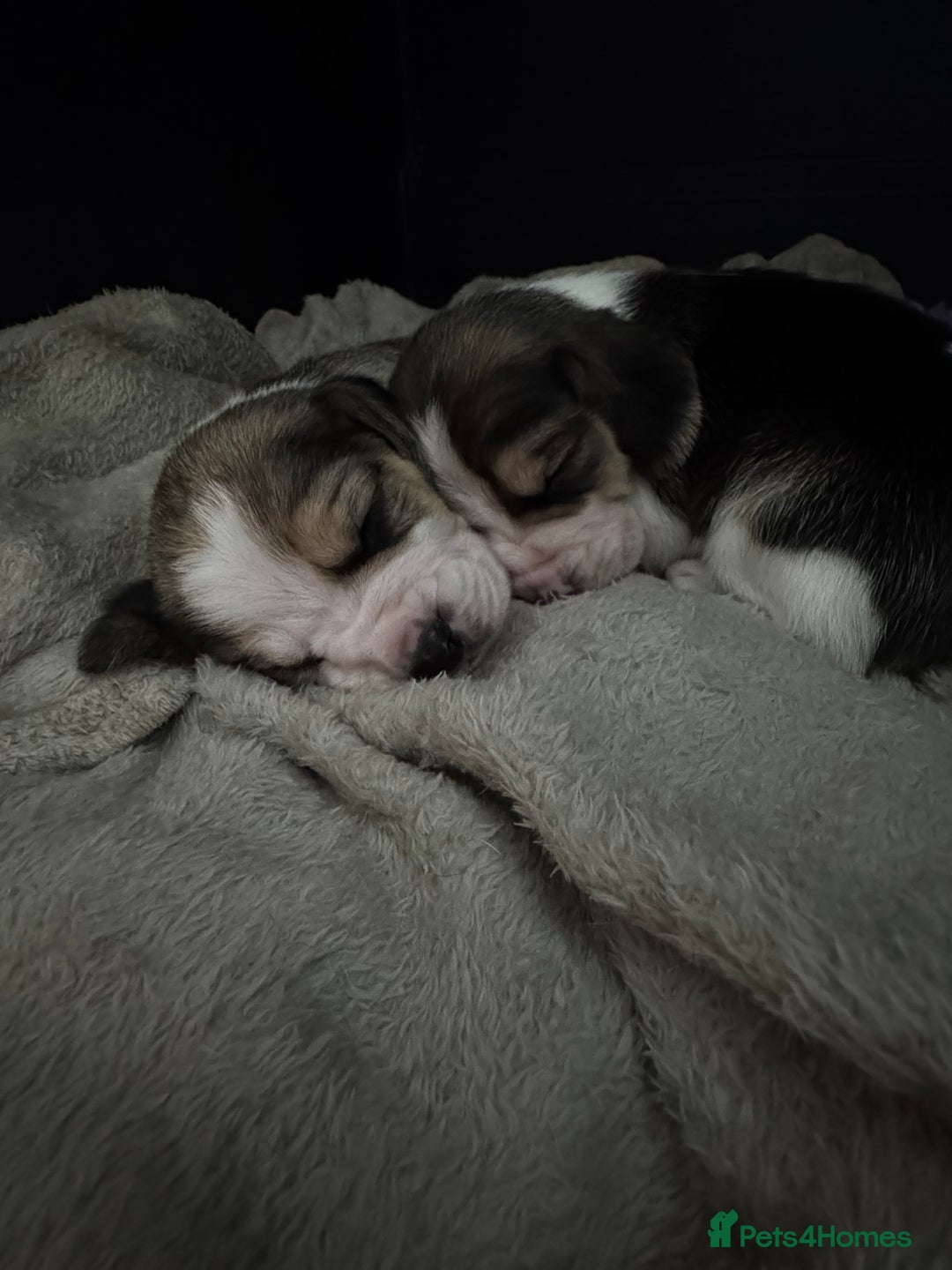 Beagle dogs for sale: Beautiful beagle puppies  - Advert 7