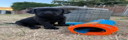 Labrador Retriever dogs for sale: 9 gorgeous KC registered black Labrador retrievers - Advert 17