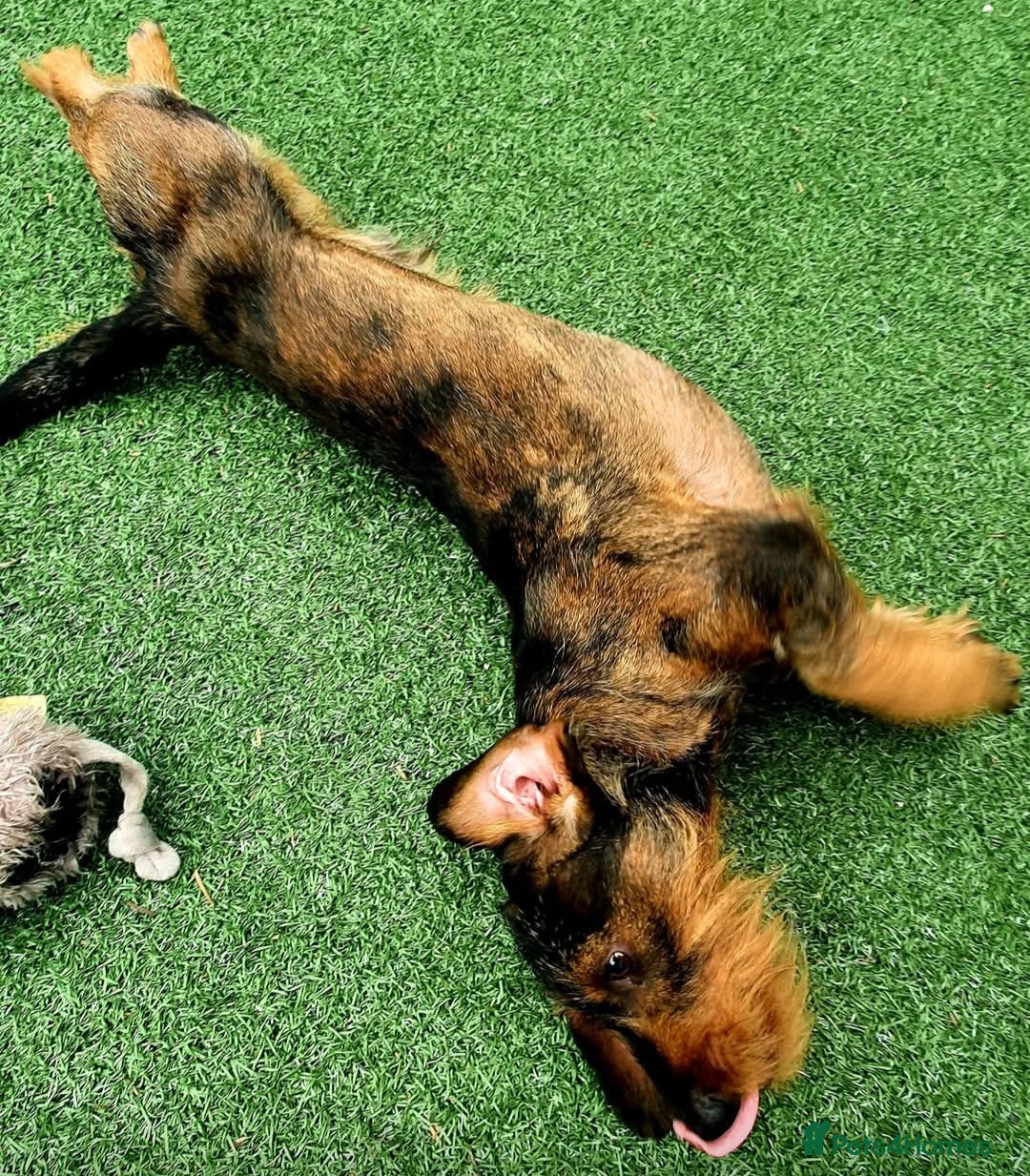 Dachshund dogs for sale: Wirehaired dachshund  - Image 6