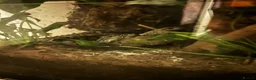Frog reptiles for sale: Whites Tree frogs high snowflake dumpy frog x3 - Advert 7