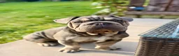 Mixed Breed dogs for sale: Velvet French bulldog boy  - Advert 19