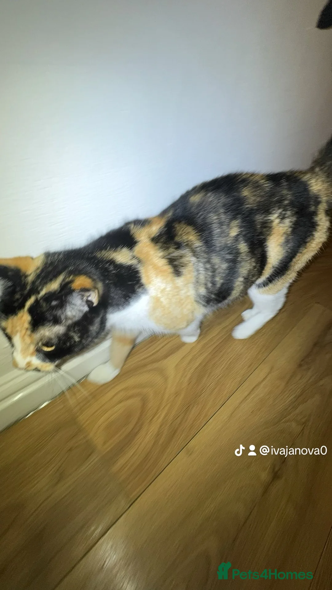 Mixed Breed cats for sale: Kittens  - Advert 3