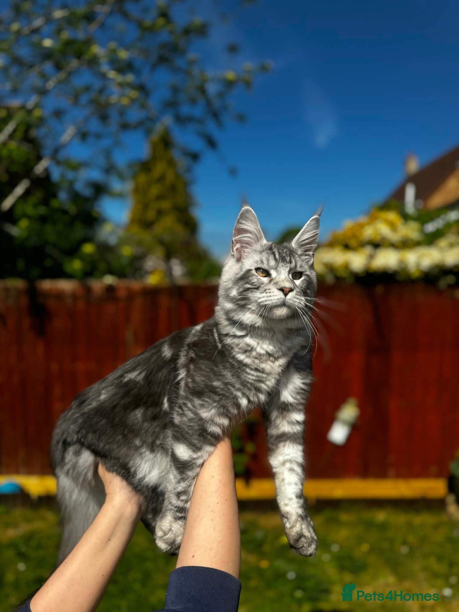 Maine Coon cats for sale: 6 STUNNING PEDIGREE TICA REG MAINE COON KITTENS - Advert 10
