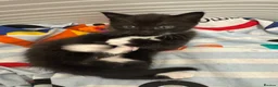Mixed Breed cats for sale: Beautiful black white kittens in Southampton - Advert 7