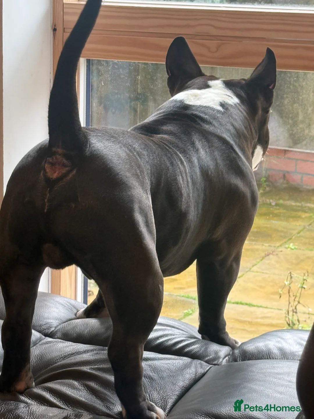 American Bully dogs for stud: American bully pocket - Advert 16