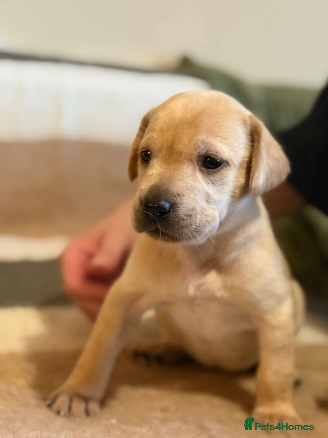 Labrador Retriever dogs for sale: KC Registered Labrador Retriever Puppies  in Attleborough - Advert 2