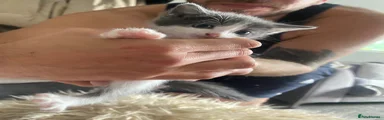 Mixed Breed 5