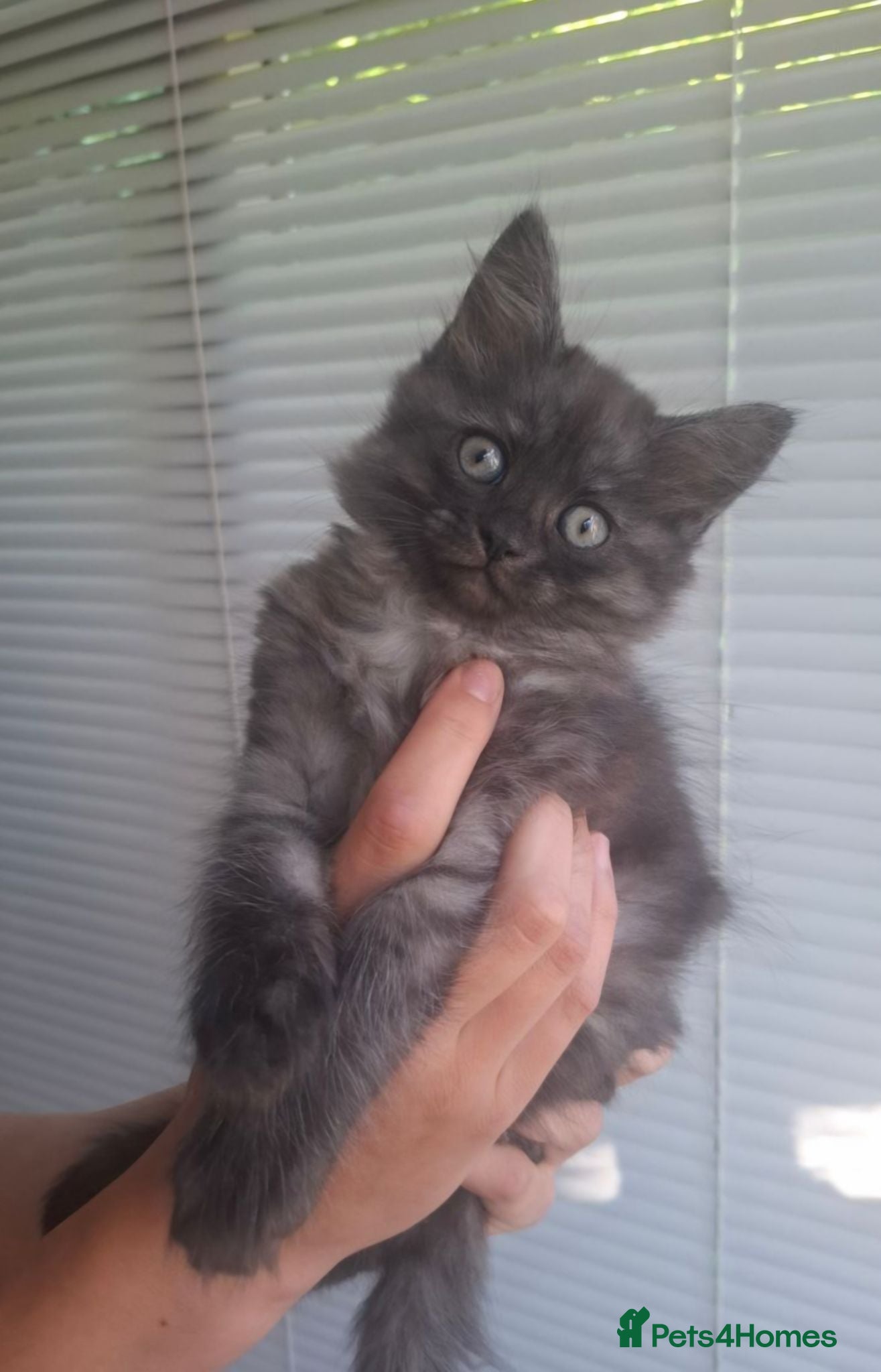 Persian cats *READY NOW* Beautiful Persian x British shorthair  - Advert 7