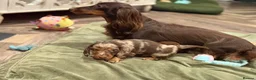 Miniature Dachshund dogs for sale: Long haired miniature dachshund pups - Advert 27