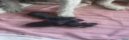 Sheepadoodle dogs for sale: F1b mini sheepadoodles  - Advert 7