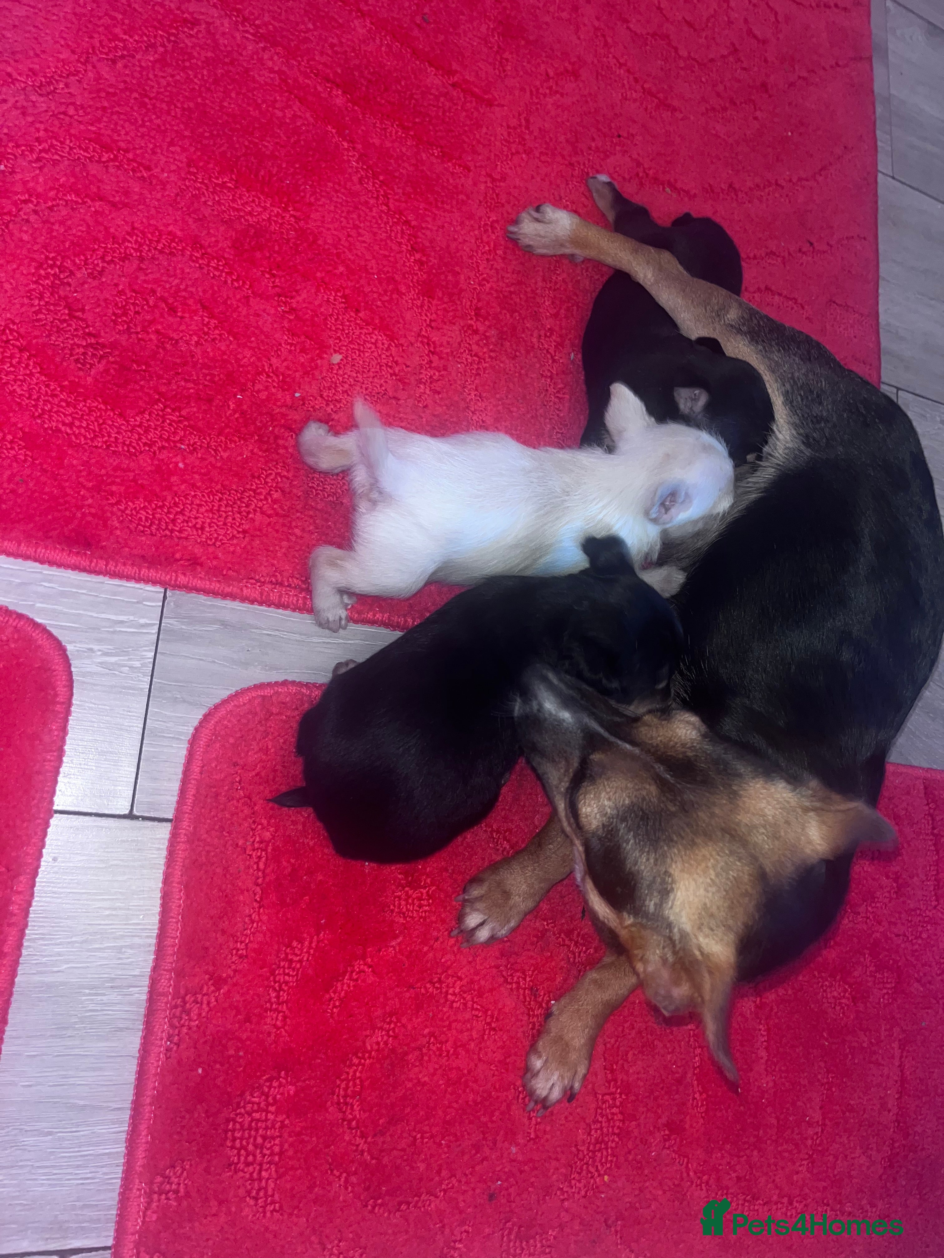 Chorkie dogs Chorkie  - Advert 1