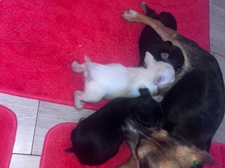 Chorkie dogs Chorkie - Advert 1